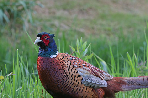 Veerwild